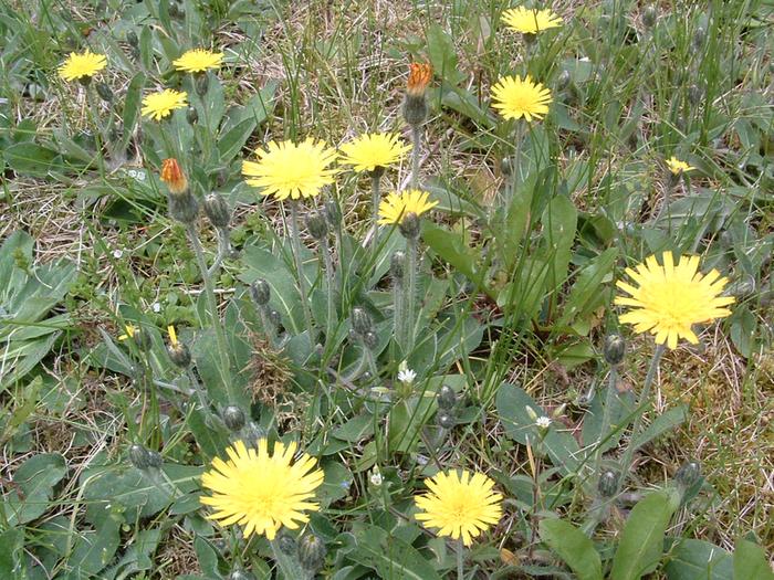 [Thumbnail for photos of yellow hawkweed CLOSEUP  may 2009 008 (10).jpg]